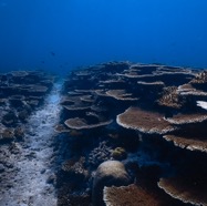 CoralMANTAPOINT.jpg